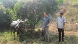 Trung tâm CTXH Thái Nguyên với mô hình hỗ trợ sinh kế cho người khuyết tật
